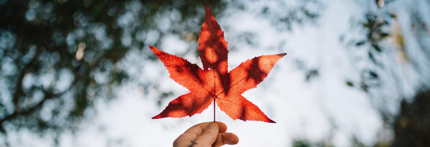 Maple Leaf in held in hand