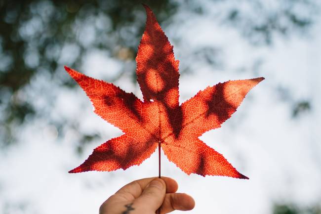 Maple Leaf held up in sky