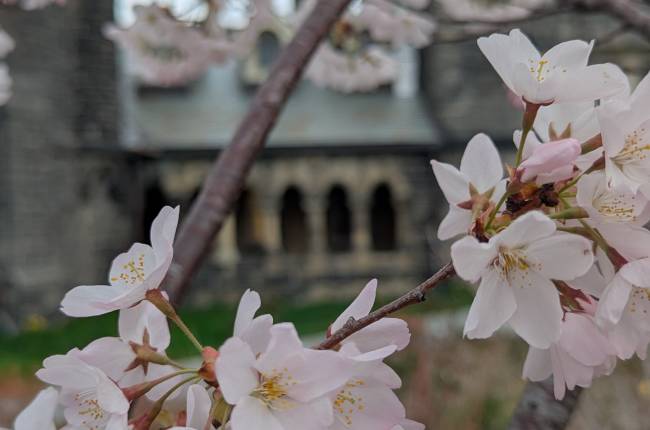 Sakura blossoms with a UC loggia in the background
