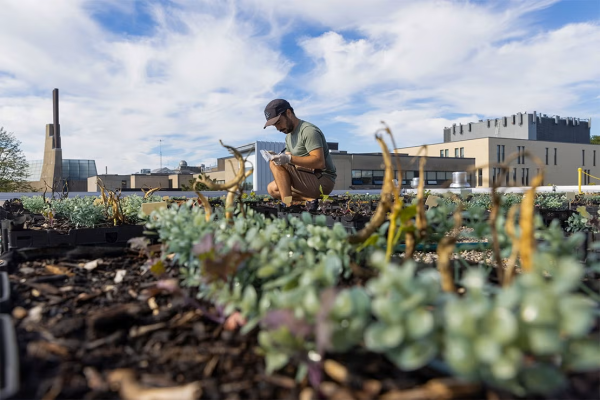 person standing over plant bed on rooftop garden