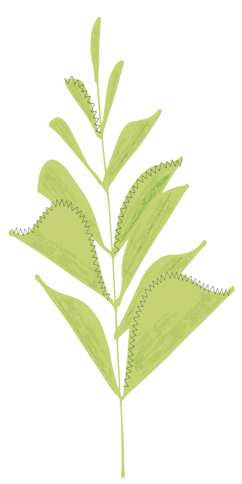 illustrative image of leaves on a plant 