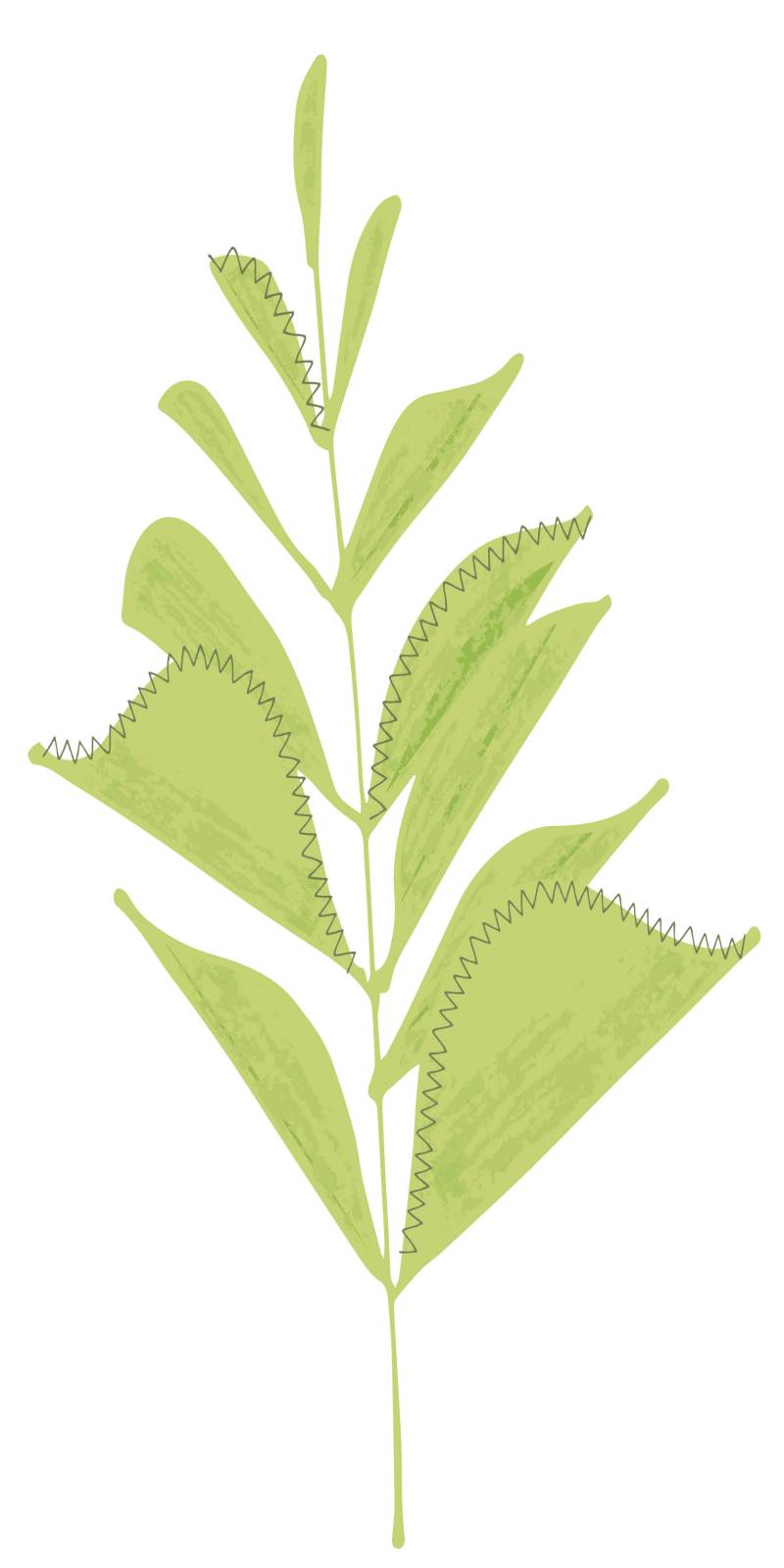 illustrative image of leaves on a plant